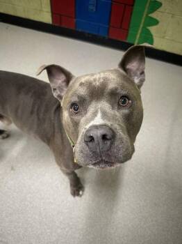 Pit Bull Terrier Dogs Available for Adoption in Indianapolis, Indiana - TUCKER | PetCurious