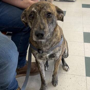 Leo -  Plott Hound Dog for Adoption in Birmingham, Alabama - Leo | PetCurious