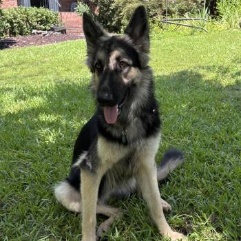 Miley -  German Shepherd Dog Dog for Adoption in Columbia, South Carolina - Miley | PetCurious
