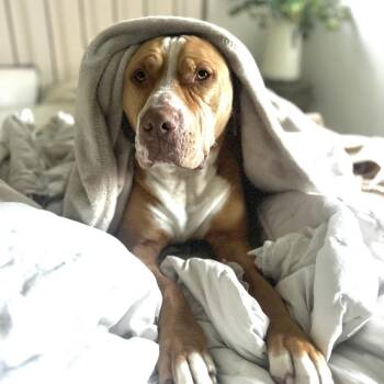 Arlo -  Mixed Breed Dog for Adoption in San Francisco, California - Arlo | PetCurious
