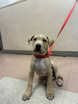 LEON KENNEDY -  Pit Bull Terrier Dog for Adoption in San Jose, California - LEON KENNEDY | PetCurious