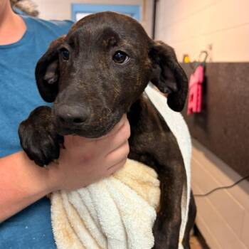 Memphis -  Hound and Mixed Breed Dog for Adoption in Franklin, North Carolina - Memphis | PetCurious