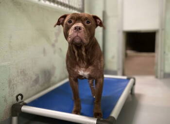 Rescue Mixed Breed Dogs for Adoption in Durham, North Carolina - Pants | PetCurious