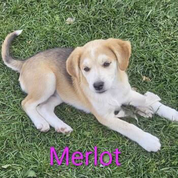 Rescue Mixed Breed Dogs for Adoption in Niagara Falls, Ontario - Merlot (20250802-03) | PetCurious