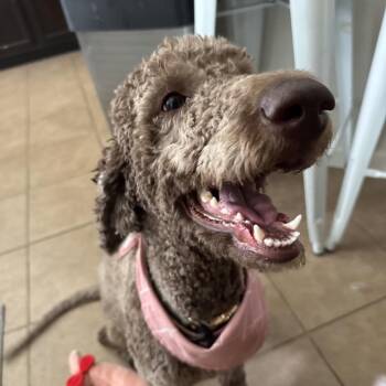 Bella Grace -  Standard Poodle Dog for Adoption in Houston, Texas - Bella Grace | PetCurious