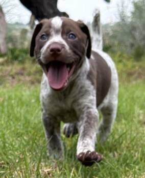 Bubbles -  Mixed Breed Dog for Adoption in Rollingwood, Texas - Bubbles | PetCurious