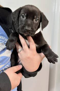 Ariel -  Shepherd and Pit Bull Terrier Dog for Adoption in Oxford, Michigan - Ariel | PetCurious