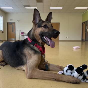 Belgian Shepherd Malinois and Mixed Breed Dogs Available for Adoption in Lynchburg, Virginia - Lynyrd | PetCurious
