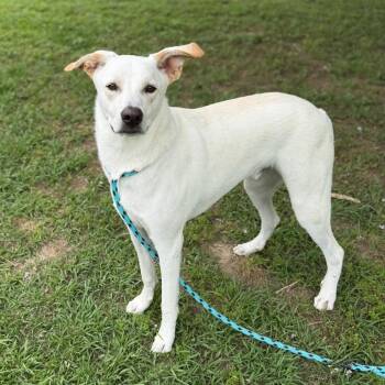 Great Pyrenees and German Shepherd Dog Dogs Available for Adoption in Carencro, Louisiana - Mighty Mack | PetCurious