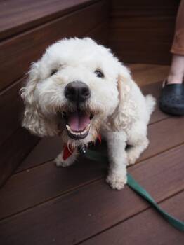 Puddles -  Poodle Dog for Adoption in Los Angeles, California - Puddles | PetCurious