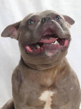 BARNEY -  Pit Bull Terrier Dog for Adoption in Burbank, California - BARNEY | PetCurious