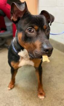 Mixed Breed Dogs Available for Adoption in Jacksonville, Florida - WOODY | PetCurious
