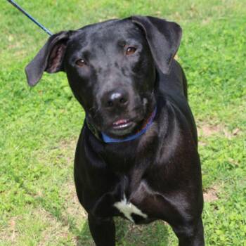 Rescue Black Labrador Retriever and Mixed Breed Dogs for Adoption in Austin, Texas - Flash JuM | PetCurious