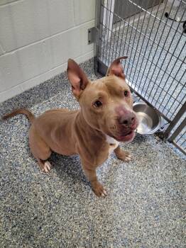 Mixed Breed Dogs Available for Adoption in Angola, Indiana - Buck | PetCurious