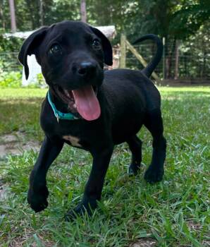 Franklin -  Mixed Breed Dog for Adoption in Billerica, Massachusetts - Franklin | PetCurious