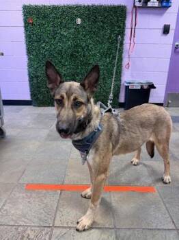 61230082 -  German Shepherd Dog and Mixed Breed Dog for Adoption in El Paso, Texas - 61230082 | PetCurious