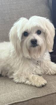Cooper #458 -  Maltese Dog for Adoption in Placentia, California - Cooper #458 | PetCurious
