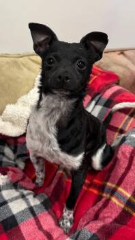Scoots -  Mixed Breed Dog for Adoption in Thousand Oaks, California - Scoots | PetCurious