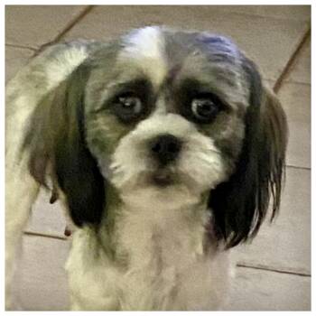Shih Tzu Dogs Available for Adoption in Edmond, Oklahoma - Daphne | PetCurious