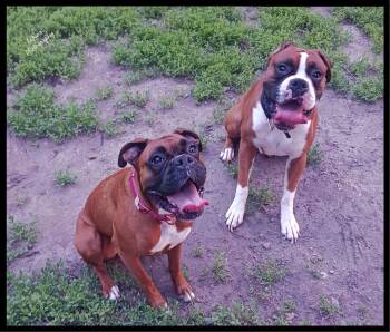 Boxer Dogs Available for Adoption - Eddie *Bonded To Nala* | PetCurious