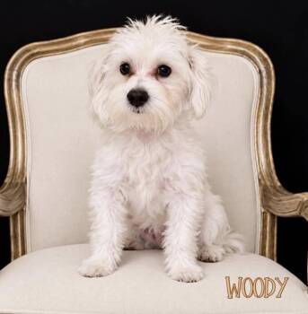 Woody -  Maltese Dog for Adoption in Fort Lauderdale, Florida - Woody | PetCurious