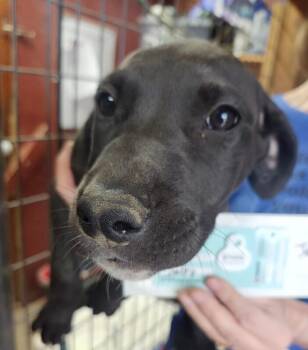 Great Dane and Mixed Breed Dogs Available for Adoption in Severance, Colorado - Jacey | PetCurious