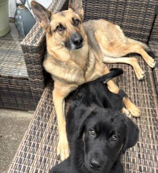 German Shepherd Dog Dogs Available for Adoption in Charlotte, North Carolina - Wilson | PetCurious