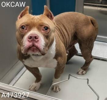 American Bulldog Dogs Available for Adoption in Oklahoma City, Oklahoma - HARVEY | PetCurious