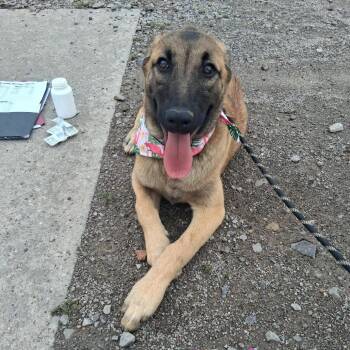 Belgian Shepherd Malinois and Mixed Breed Dogs Available for Adoption in Hackett, Arkansas - Sukey | PetCurious