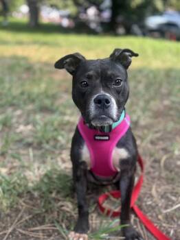 Rescue Pit Bull Terrier Dogs for Adoption - August | PetCurious
