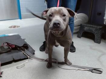 ALBERT -  Pit Bull Terrier and Mixed Breed Dog for Adoption in Albuquerque, New Mexico - ALBERT | PetCurious
