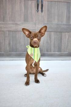 Phineas -  Chihuahua and Terrier Dog for Adoption in Frisco, Texas - Phineas | PetCurious