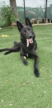 German Shepherd Dog Dogs Available for Adoption in Fremont, California - KODY | PetCurious