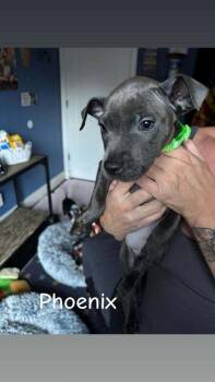 Phoenix (Marvel 7) -  Pit Bull Terrier and Mixed Breed Dog for Adoption - Phoenix (Marvel 7) | PetCurious
