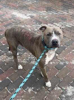 Rescue Pit Bull Terrier and Mixed Breed Dogs for Adoption in Largo, Florida - Gucci | PetCurious