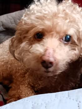 Poodle Dogs Available for Adoption in Niagara Falls, Ontario - Nemo - NEW | PetCurious