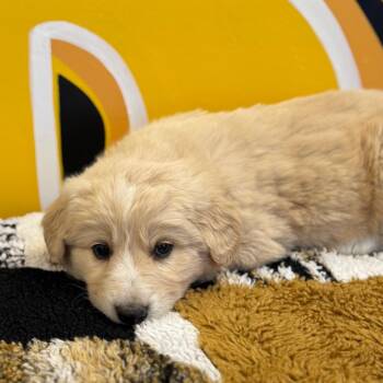 Australian Shepherd and Great Pyrenees Dogs Available for Adoption in Mankato, Minnesota - Latte | PetCurious