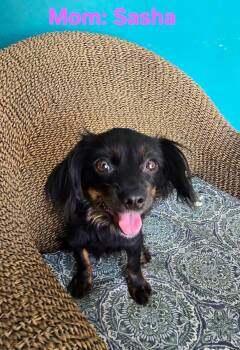 Dachshund and Chihuahua Dogs Available for Adoption - Sasha | PetCurious