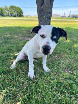 Tubby -  Labrador Retriever Dog for Adoption in Cleburne, Texas - Tubby | PetCurious