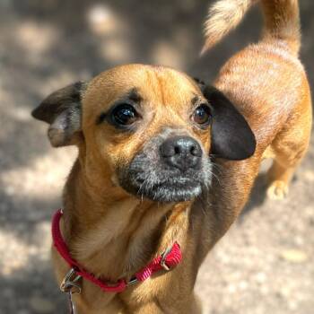 Dachshund and Pug Dogs Available for Adoption in Boerne, Texas - Boone | PetCurious