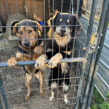 Rocky and Sammy bonded pair -  Australian Shepherd Dog for Adoption in Okolona, Mississippi - Rocky And Sammy Bonded Pair | PetCurious