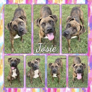 Josie -  Mastiff and Mixed Breed Dog for Adoption in Fort Smith, Arkansas - Josie | PetCurious