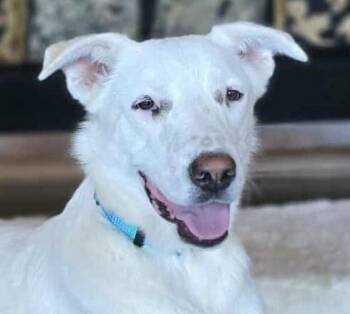 Rescue Canaan Dog and Akbash Dogs for Adoption in Boerne, Texas - Finch | PetCurious