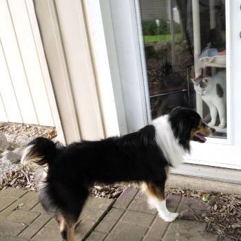 Liam -  Australian Shepherd Dog for Adoption in Mckean, Pennsylvania - Liam | PetCurious