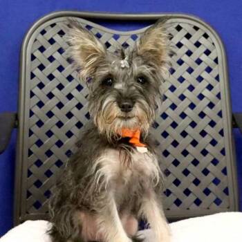 Buttercup -  Schnauzer Dog for Adoption in Midland, Texas - Buttercup | PetCurious