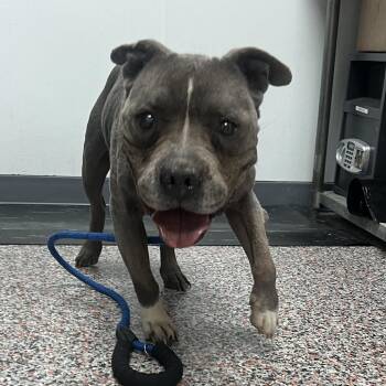 Lux -  Mixed Breed Dog for Adoption in Salt Lake City, Utah - Lux | PetCurious