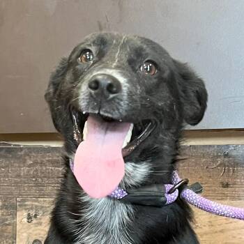 Cinderella -  Australian Shepherd and Mixed Breed Dog for Adoption in Olean, New York - Cinderella | PetCurious