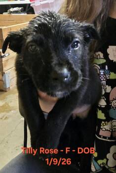 Australian Cattle Dog Blue Heeler and Beagle Dogs Available for Adoption - Tilly Rose | PetCurious