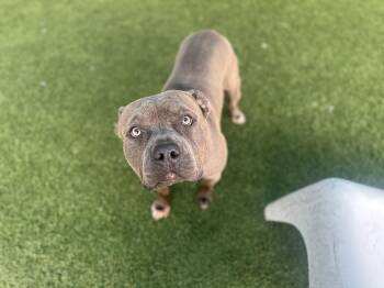 Cash --Courtesy Post. Out of town pet. See below for details-- -  Pit Bull Terrier Dog for Adoption in Eagle, Idaho - Cash --Courtesy Post. Out Of Town Pet. See Below For Details-- | PetCurious