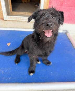 Cedric -  Terrier and Mixed Breed Dog for Adoption in Severance, Colorado - Cedric | PetCurious